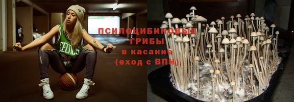 прущие грибы Новокубанск