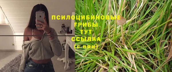 прущие грибы Новокубанск